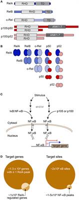 Considering Abundance, Affinity, and Binding Site Availability in the NF-κB Target Selection Puzzle